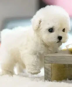 Nico - Yovot™ - The Most Realistic Robot Puppy Ever!