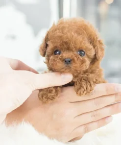 The Most Realistic Robot Puppy Ever!